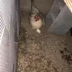 دجاج فيومي و بلدي