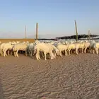 رخال جذعات