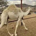 تم البيع