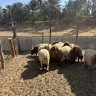 نعيم جذعات العدد 10 مع الفحل