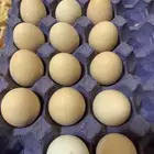 بيض شامو الماني