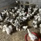 دجاج براهمة