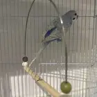 طير لون سماوي وابيض