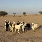 للبيع معزا جنوبيه