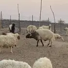 فحل نعيمي جبر و ناهي