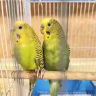 عصافير طيور كناري