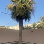 نخل واشنطني امريكي