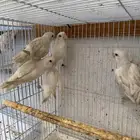 روز البينو