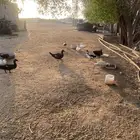 بط بلدي القنفذه القوز