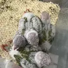 فروخ كنيور في وادي الدواسر
