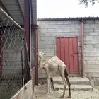 بكره للبيع