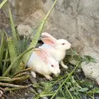 أرنب ابيض