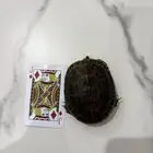 سلحفاه برمائيه