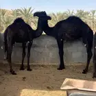 قعدان ثنين طايشه تحت امها