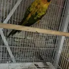 انثى صن كنيور جاهزه