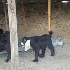 تيوس عارضيه