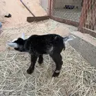 جفرة قرمي العمر اسبوع