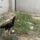 فروخ باكستاني
