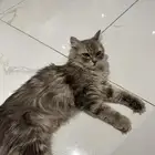 قطه للتبني