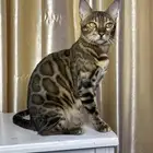 Bengal kittens for sale