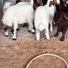 بهم نعيم