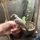 بلبول