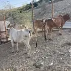 بقر