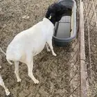 خروف بربري ذبح