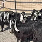 عوارض دفيع بالدوادمي