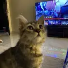 قطه تبني