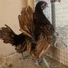 دجاج زينه سوبرايت
