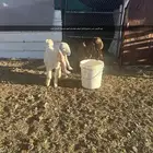 معزا ولد 3 تحتها 5