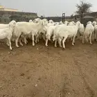 24 ضان حرش صنف