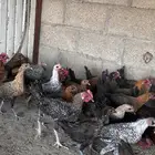 دجاج فيومي