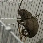حرباء او سحليه