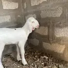 رخل عمره شهر طيبة صنف أبوها طيب