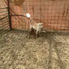 عنز متوم وجذعه مهجنه