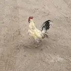دجاج للبيع