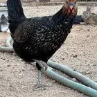 دجاج بياض