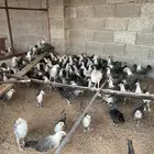 فروخ دجاج فيومي العمر شهرين