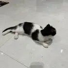 قطة سكوتش فولد للتبني طالبه تزاوج