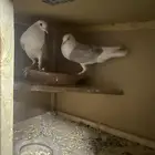 حمام نفاخ قلم