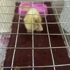 بطه للبيع