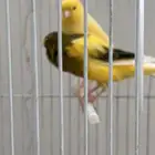 كناري جامبو