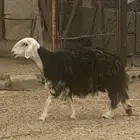 شاه جامع حايل ضهر فل جبره طرفها وسط الموقع طريب