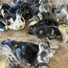 صوص بط مصري عمر شهرين