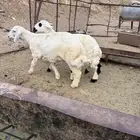 طليان فل