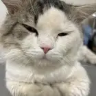 قط للتبني