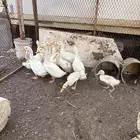 للبيع بط بكيني العدد 15 حبه