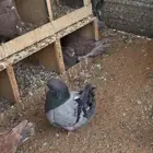 حمام كنق عدد 10 اجواز